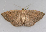 Waxmyrtle Wave Moth Cyclophora myrtaria #7137
