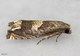 Ragweed Borer Moth Epiblema strenuana #3172