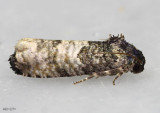 Epiblema obfuscana #3189