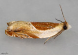 Ancylis laciniana #3366