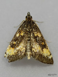 Orange Mint Moth Pyrausta orphisalis #5058