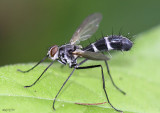 Tachinid Fly Cordyligaster septentrionalis