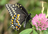 Black Swallowtail