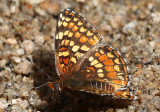 Gabbs Checkerspot Chlosyne gabbii