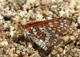 Ediths Checkerspot Euphydryas editha augustina