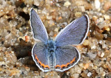 Acmon Blue Plebejus acmon