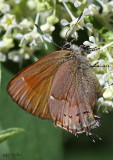 Juniper Hairstreak Callophrys gryneus siva