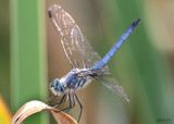 Blue Dasher Pachydiplax longipennis