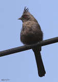 Phainopepla