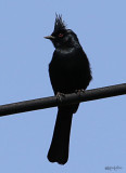 Phainopepla