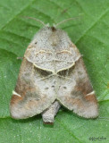 Apical Prominent Moth Clostera apicalis #7901