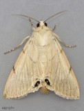 Palm Flower Moth Litoprosopus coachella #8558