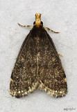 Merricks Pyralid Moth Loxostegopsis merrickalis #5117