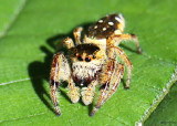 Emerald Jumper Paraphidippus aurantius