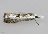 Microcrambus minor #5422