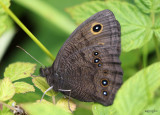 Common Wood-Nymph