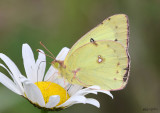 Clouded Sulphur