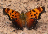 Gray Comma