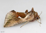 Celery Looper Moth Anagrapha falcifera #8924