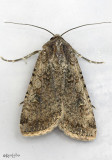 Variegated Cutworm Moth Peridroma saucia #10915