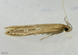 Shy Cosmet Moth Limnaecia phragmitella #1515