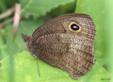 Common Wood-Nymph