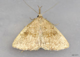 Pale Phalaenostola Moth Phalaenostola metonalis #8362