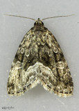 Large Mossy Lithacodia Moth Protodeltote muscosula #9047