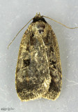 Two-spot Dart Moth Eueretagrotis perattentus #11008