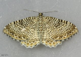 Rheumaptera undulata #7291 ?