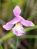 Rose Pogonia Pogonia ophioglossoides