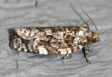 Spruce Budworm Moth Choristoneura fumiferana #3638