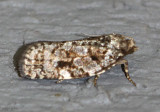 Spruce Budworm Moth Choristoneura fumiferana #3638