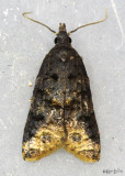 Exasperating Platynota Moth Platynota exasperatana #3743