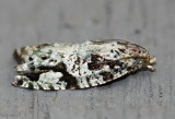 Maple Bud Borer Moth Proteoteras moffatiana #3235