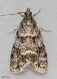 Many-spotted Scoparia Moth Scoparia basalis #4719