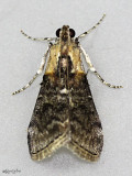 Striped Oak Webworm Moth Pococera expandens #5608