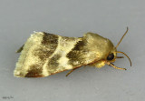 Lynx Flower Moth Schinia lynx #11117