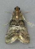 Maple Webworm Moth Pococera asperatella #5606