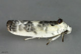 Schlaegers Fruitworm Moth Antaeotricha schlaegeri #1011