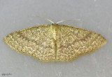 Common Tan Wave Moth Pleuroprucha insulsaria #7132