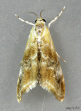 Julia's Dicymolomia Moth Dicymolomia julianalis #4889