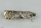Oreana unicolorella #5767