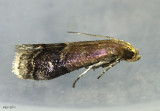 Broad-banded Eulogia Moth Eulogia ochrifrontella #5999