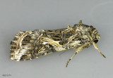 Yellow-striped Armyworm Moth Spodoptera ornithogalli #9669