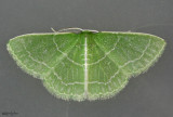 Wavy-lined Emerald Moth Synchlora aerata #7058