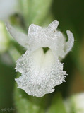 Ladies-tresses
