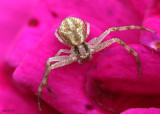 Northern Crab Spider Mecaphesa asperata