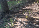 Roots