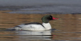 grand harle - common merganser